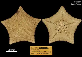 Eknomiaster beccae
