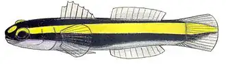Description de l'image Elacatinus figaro.JPG.