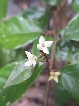 Description de l'image Elaeagnus triflora.jpg.