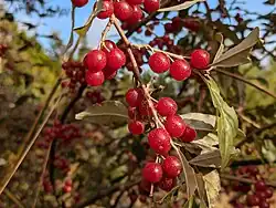 Fruit.