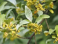Inflorescence.