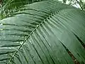 Feuille de Elaeis oleifera en Guyane, montrant ses pennes distiques