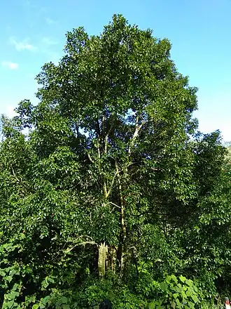 Description de l'image Elaeocarpus serratus IMG20170816074532.jpg.