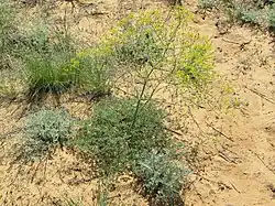 Elaeosticta lutea dans l'oblast d'Astrakhan en mai 2018.
