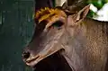 Eland dans le parc