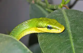 Tête de serpent ratier des mangroves.