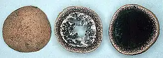 Description de l'image Elaphomyces muricatus.jpg.