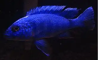 Description de l'image Electric blue hap.jpg.