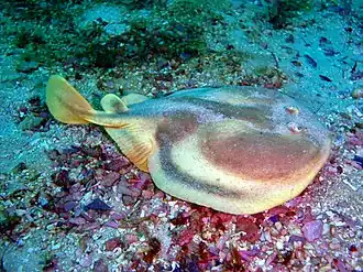 Narke capensis