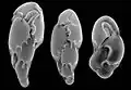 Foraminifères vus au microscope électronique