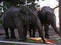 des éléphants d'Asie