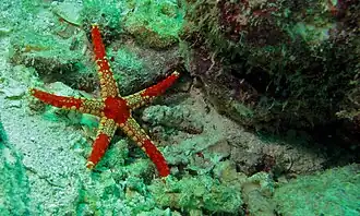 Fromia monilis (Sabah, Malaisie)