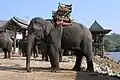 Éléphant avec chaise à éléphant (howdah), village Karen de Ruammit