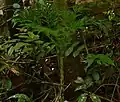 Amorphophallus paeoniifolius