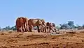 Éléphants.