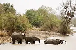 Bain d'éléphants (Loxodonta africana).