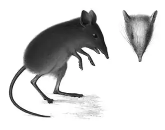 Description de l'image Elephantulus fuscus Peters 1852.jpg.