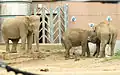 Les éléphants.