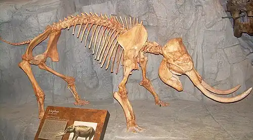 Stegodon florensis insularis, pachyderme nain de Florès.
