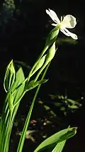 Fleur de Eleutherine bulbosa