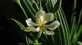 Fleur de Eleutherine bulbosa