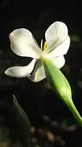 Fleur de Eleutherine bulbosa