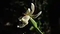 Fleur de Eleutherine bulbosa