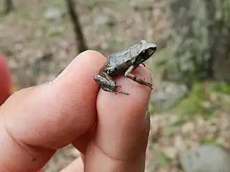 Description de l'image Eleutherodactylus angustidigitorum.jpg.