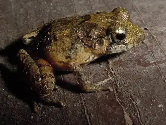 Description de l'image Eleutherodactylus gundlachi02.jpg.