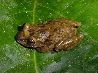 Description de l'image Eleutherodactylus ionthus.jpg.
