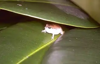 Description de l'image Eleutherodactylus johnstonei.jpg.