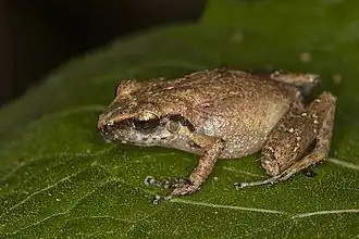 Description de l'image Eleutherodactylus minutus 48646787.jpg.