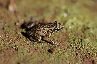 Description de l'image Eleutherodactylus planirostris01.jpg.