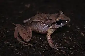 Description de l'image Eleutherodactylus ruthae 45030922.jpg.