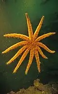 Coscinasterias calamaria