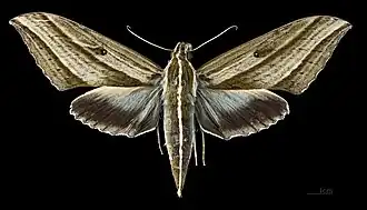 Elibia dolichus ♀ MHNT