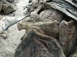 Requins-marteaux halicornes séchés dans le port