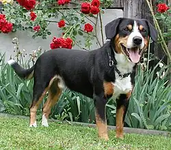 Bouvier de l'Entlebuch.