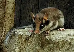 Lérot commun
