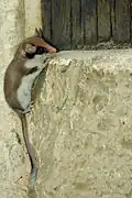 Eliomys quercinus.