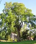 Ulmus americana ne laissant apparaitre qu'une structure plagiotrope.