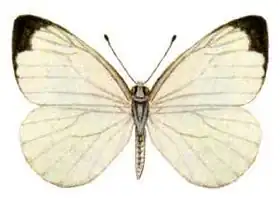 Description de l'image Elodina parthia (ento-csiro-au).jpg.