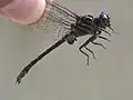 Stylurus notatus.