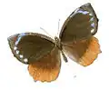 Elymnias hypermnestra undularis