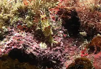 Elysia marginata
