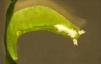 Elysia pusilla