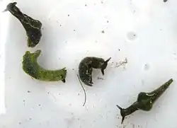 Elysia viridis
