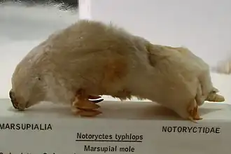 Taupe marsupiale (Notoryctes typhlops, Notoryctemorphia)