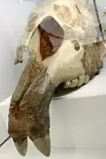 Vue rapproché sur les incisives d'un crâne de Paraceratherium transouralicum.
