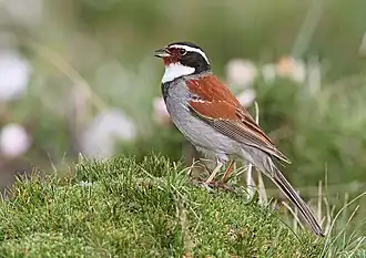 Description de l'image Emberiza koslowi 367800246.jpg.